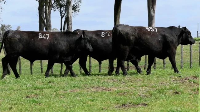 RP 824 / RP 847 / RP 857