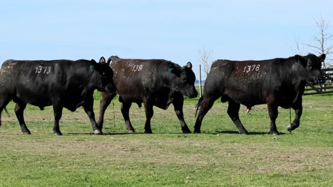 RP 1373 / RP 1378 / RP 1384