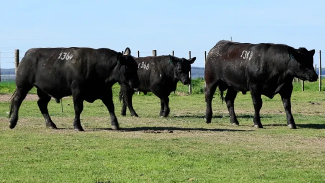 RP 1364 / RP 1368 / RP 1388