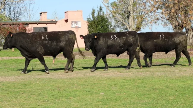 RP 61 / RP 73 / RP 83