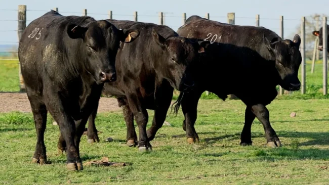 RP 201 / RP 205 / RP 234