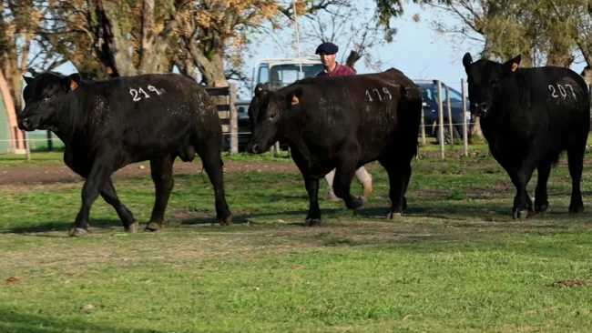 RP 179 / RP 207 / RP 219