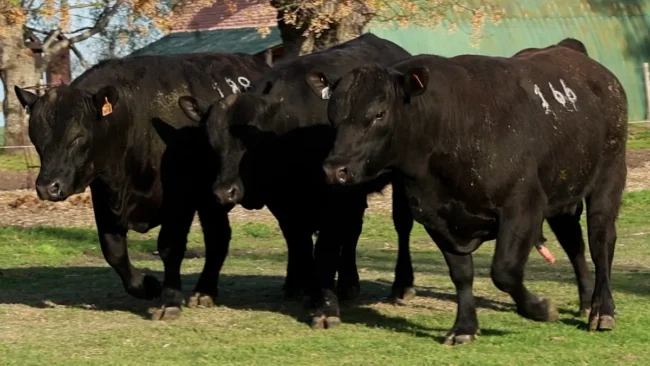 RP 166 / RP 188 / RP 199