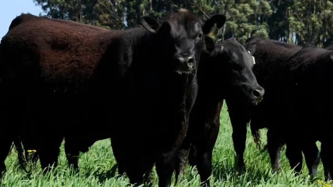 RP 658 / RP 625 / RP 656