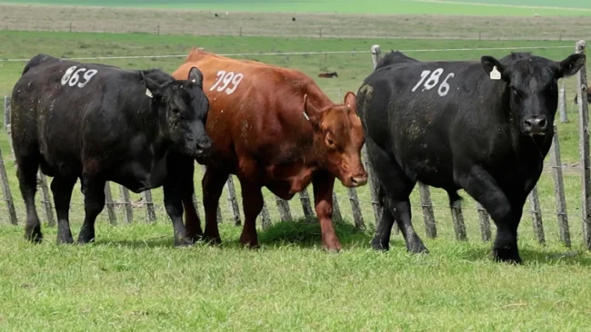 RP 786 / RP 799 / RP 869