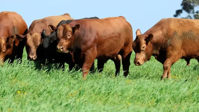 RP 908 / RP 9755 / RP 948