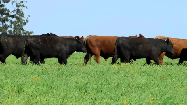 RP 916 / RP 931 / RP 1781