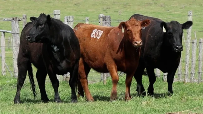 RP 798 / RP 795 / RP 859