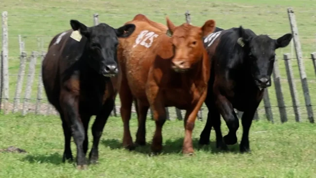 RP 814 / RP 825 / RP 867