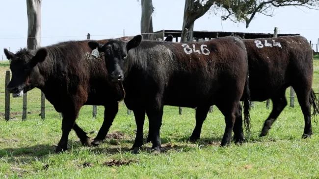 RP 844 / RP 846 / RP 866