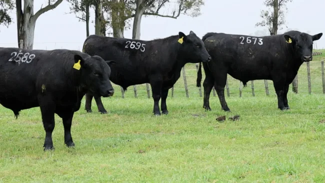 RP 2673 / RP 2689 / RP 2695