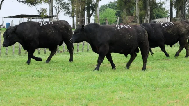 RP 2661 / RP 2665 / RP 2677