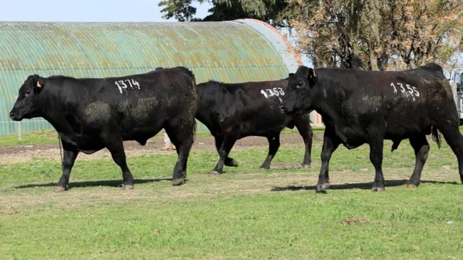 RP 1353 / RP 1355 / RP 1374