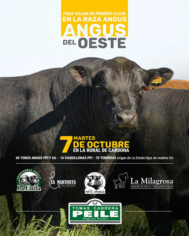 Angus del Oeste 2025